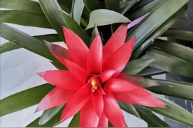 这4种漂亮的花，名字好听，寓意也好，美观又大方图片