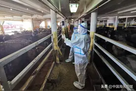 史上最多！40小时不间断，1.4万头新西兰种牛乘风破浪抵津图片