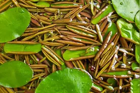 植物世界丨国家一级重点保护野生植物名录，一定要认识，小心犯罪图片