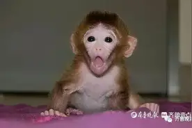 包着尿不湿喝奶的​小猕猴来到济南 ,不到一个月被埋树下…7人获刑图片