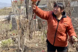“滞销”红油香椿变“畅销” 王家辿村民向大家表达谢意图片