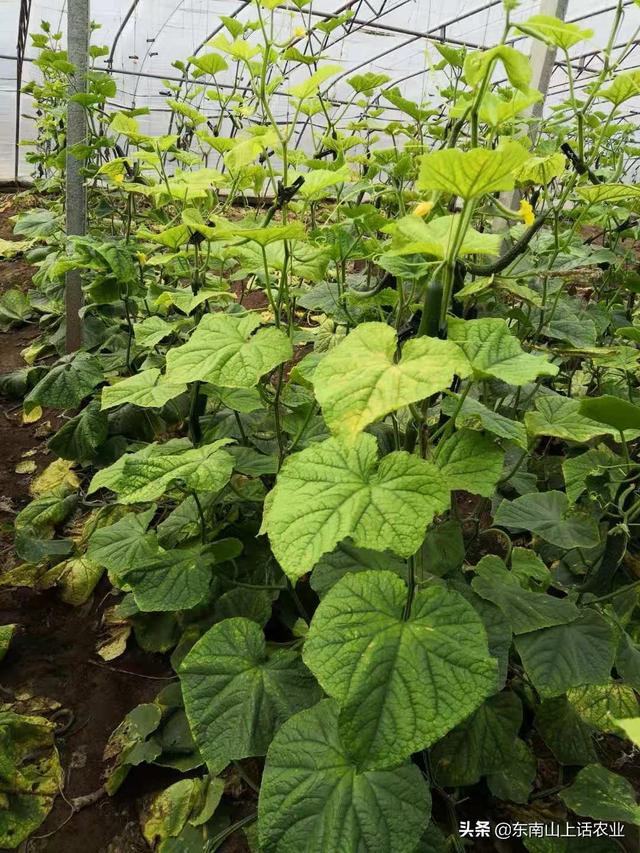 用最简单的话，告诉你氮元素的功能特点，选肥料、辨病害更容易