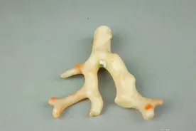 珊瑚玉简介图片