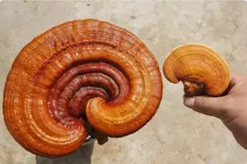 灵芝不宜与这些食物和药物一起吃，一起来看看吧图片