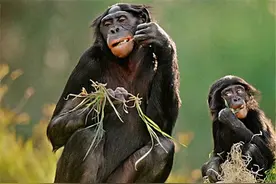 倭黑猩猩为什么要帮助儿子求偶？图片