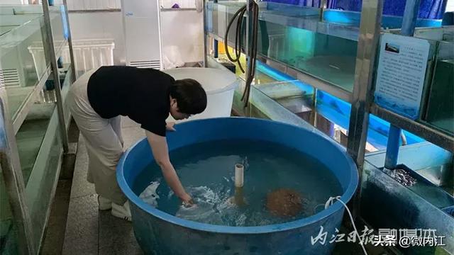 整整十年！内江人把它养出来了！