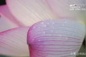 幸福的泪-夏荷晨露图片