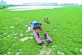 曾经在中国泛滥成灾的水葫芦,现在怎么都不见了?它是怎么消失的？图片