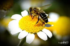 假如昆虫消失了会怎么样？图片