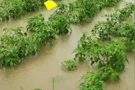 大雨过后，辣椒最容易出现落花落果的现象，及时采取措施是关键图片