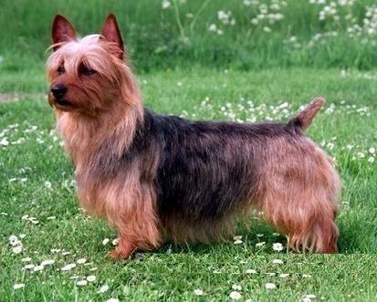 物以稀为贵,这三种犬的价格是比较高,第一种犬应该很少人听说过