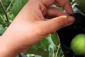 苹果快速套袋法图片