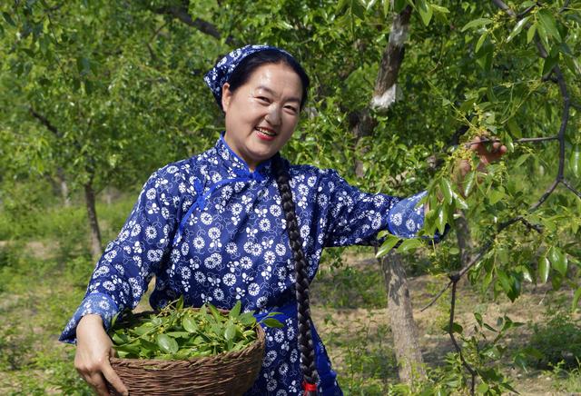 山西临县阳府井枣芽红茶简介