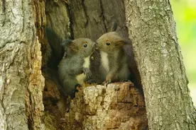 都是啮齿类动物，你确定没见过如此可爱的松鼠集萃图片