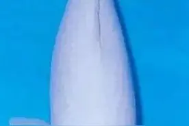 品种谱系｜锦鲤千姿百态，总有一款击中你的心（中）图片