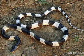 夜钓最危险的存在——银环蛇，基础防护知识不能少，早看早受益图片