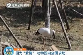 野生东方白鹳陷入爱情不愿离去 动物园懵了：你到底爱上了谁？图片