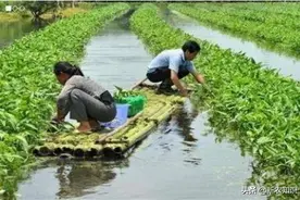 养鱼不换水、种菜不用肥“鱼菜共生”综合种养技术图片