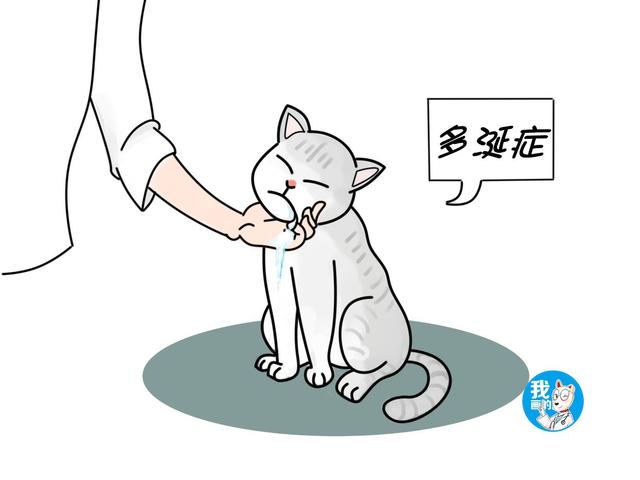 辟谣：猫咪不会流口水？有一种流口水叫多涎症，甚至会危及生命