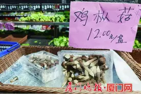 厦门这些菌类新面孔，您尝过没？绣球菌外形口感类似银耳，黑皮鸡枞菌更适合煮汤图片