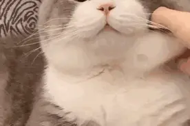 表情包(二)  可爱表情包分享 动图图片