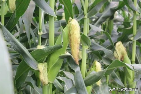 熟吃是粗粮，生吃是水果，比西瓜甜，1斤5元，却被质疑是转基因