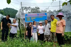 罗汉果与猕猴桃能套种？老果农这样说，想套种要先规划图片