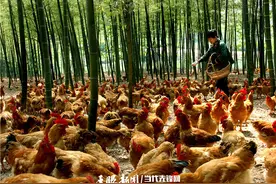 前三季度，贵州省家禽出栏1.2亿羽，禽肉产量20.22万吨图片