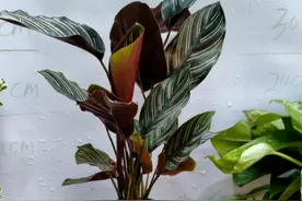 室内观叶竹芋种植管理方法介绍：注意这几点，竹芋越长越好看图片