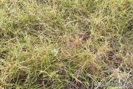 湖南发现了狗牙根，还是国家自然标本馆最原始的草类图片