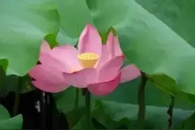 西大最美校花，展西大校园文化图片