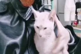猫咪寄给网友配种被弄丢 猫主人：虽然不名贵，但是有感情！图片
