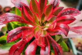 颜色丰富的法师人见人爱，价格贵却难养活，真正原因在这里图片