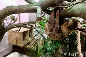 树懒来宁波安家了！上厕所是它们一生中最大的冒险图片