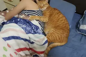 主人出门2天，猫咪紧抱着她不肯放！橘猫都这么黏人吗？图片
