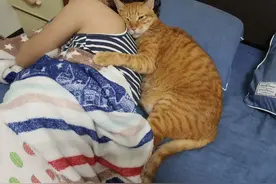 主人出门2天，猫咪紧抱着她不肯放！橘猫都这么黏人吗？图片
