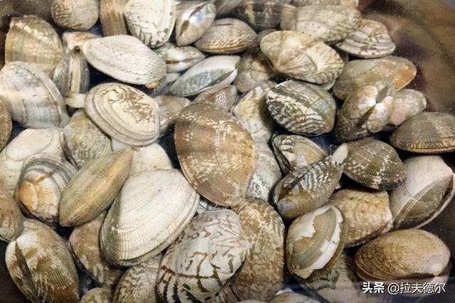 15种常见的贝壳类海鲜，你见过几种？绝大多数人只见过2~3种