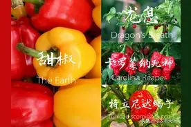 如何让辣椒更辣，写给从事辣椒种植的农民，也写给无辣不欢的大家图片