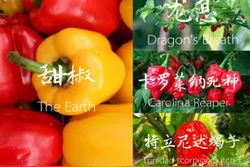如何让辣椒更辣，写给从事辣椒种植的农民，也写给无辣不欢的大家图片