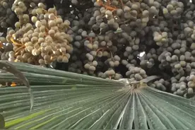 双膝关节痛、腿肚子痛，觉得筋短，夜间总想蹬伸下肢，腰部是根源图片