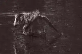 拍乌鸦经常被鄙视图片