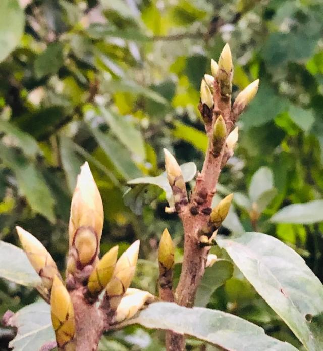 西望山下，“虫茶”完爆“猫屎咖啡”