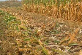 玉米秸秆弃之可惜，有何办法提升价值？4招变废为宝图片