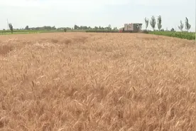 高台县小麦机械化收割率达95%图片