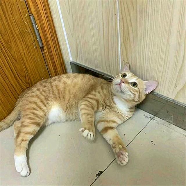 黄狸其实也是橘猫，相比宠物大橘而言，它更适合我们中国人