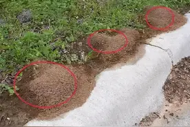 广西一市发现31万处红火蚁巢穴，市区就有1.93万穴！被咬了怎么办图片