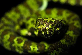 网传最大的毒蛇莽山烙铁头，真的有超过眼镜王蛇的体重和毒性吗图片