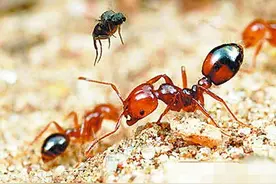 小心这种不起眼的小蚂蚁，被它咬伤，严重的可能会致命图片