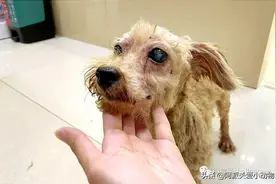 永乐 :它被开水烫、驱赶、殴打时，主人就在身边图片