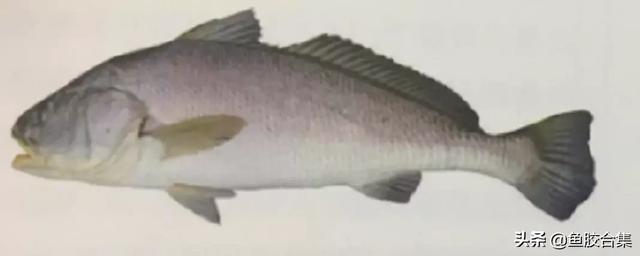 赤嘴鳘鱼胶功效作用 2026年赤嘴鳘鱼胶是什么鱼